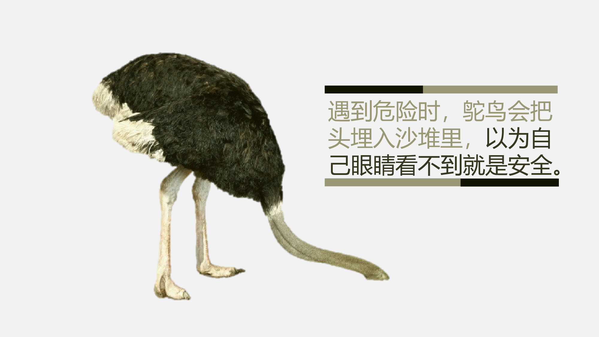 25.鸵鸟心态哲理故事ppt模板.pptx 第3页