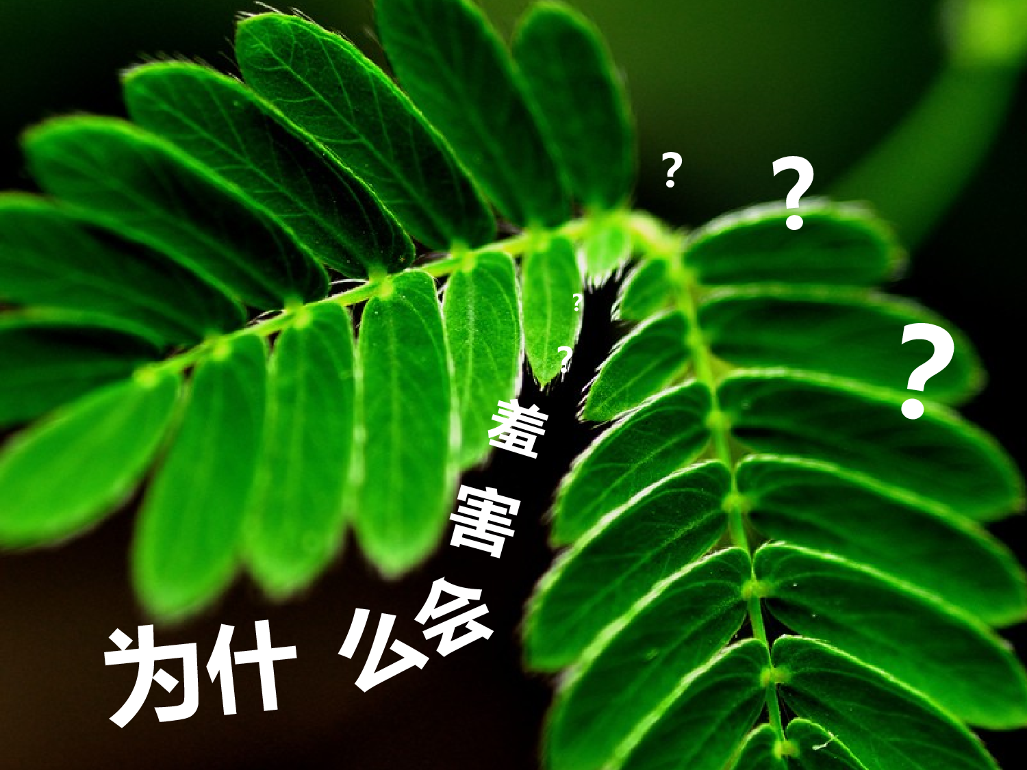 动画版50.pptx 第5页