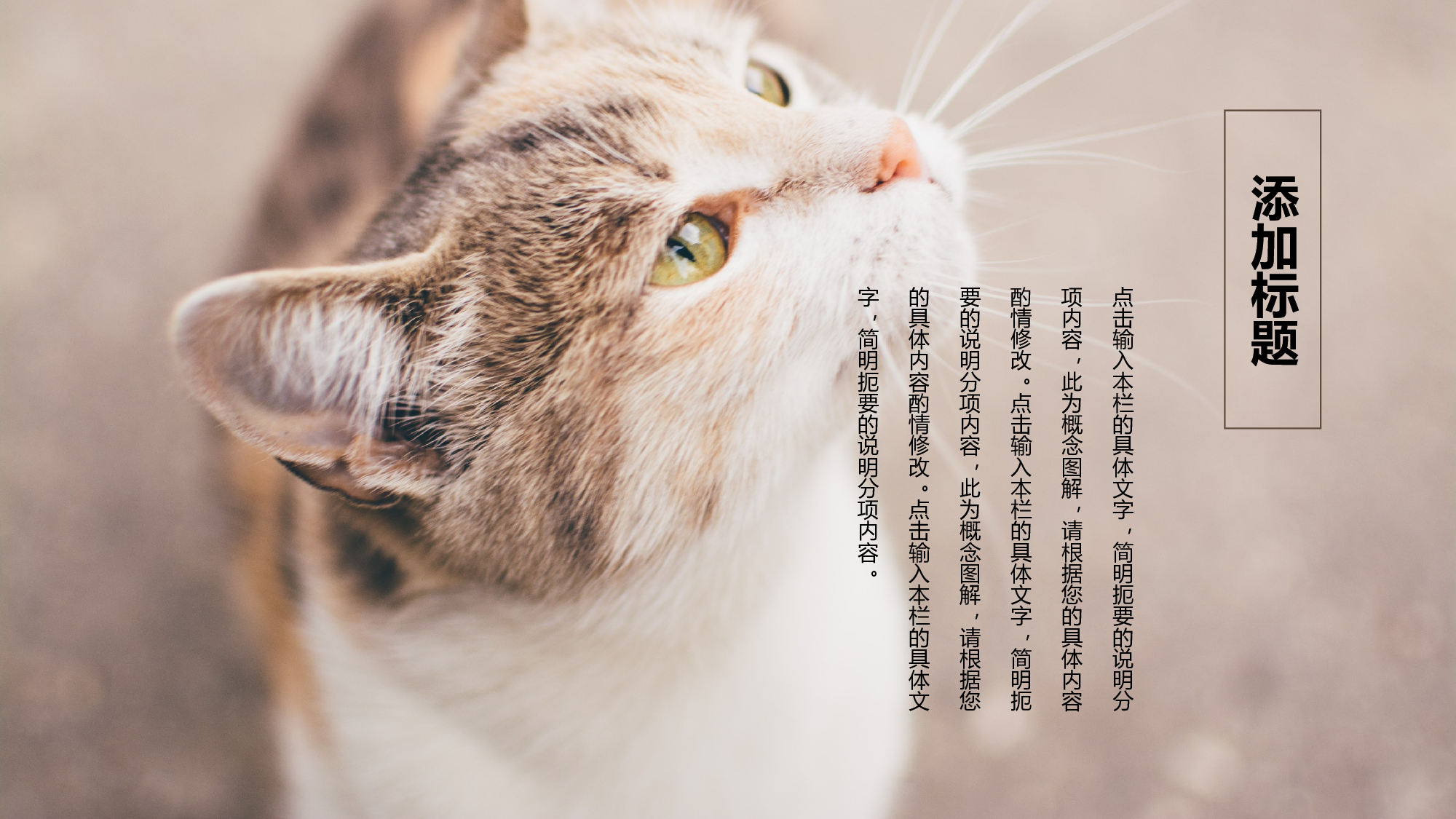 猫咪主题43.pptx 第6页