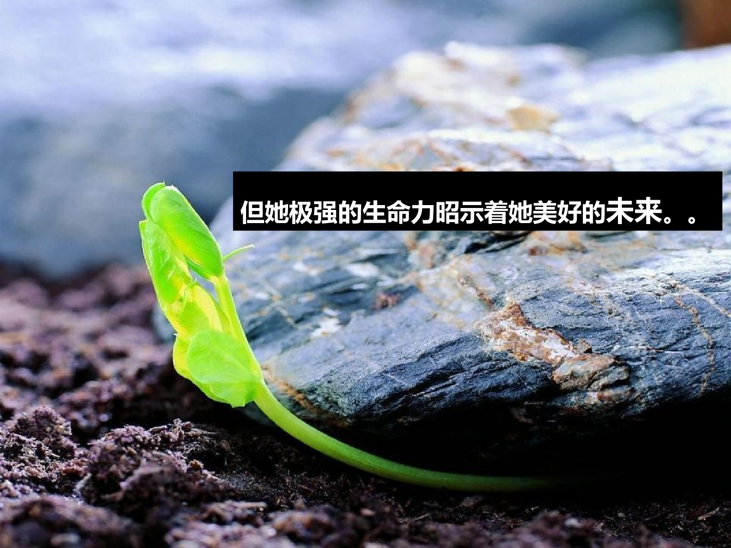 企业培训模板3132.pptx 第4页