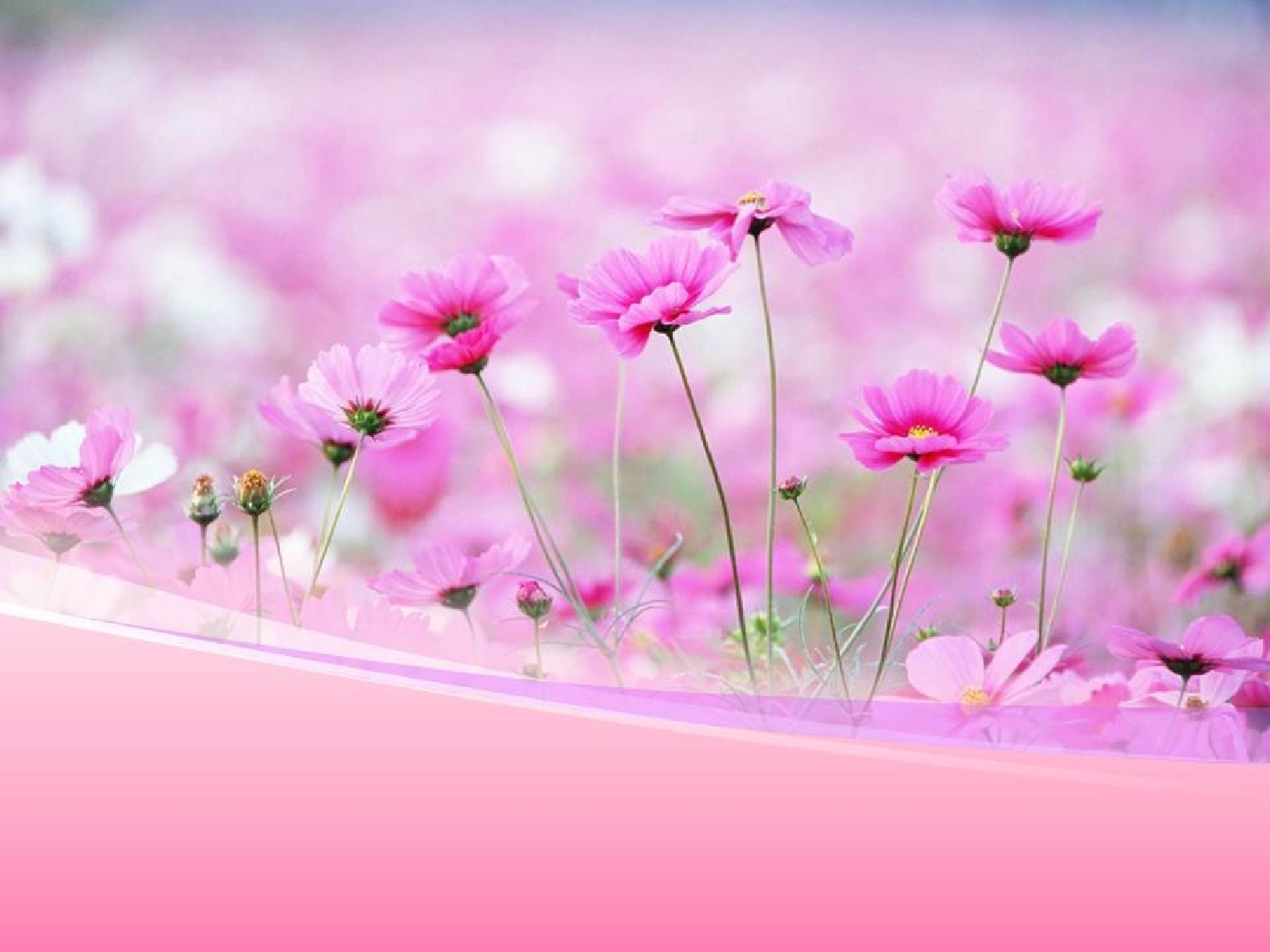 精美图表0621124.pptx 第1页