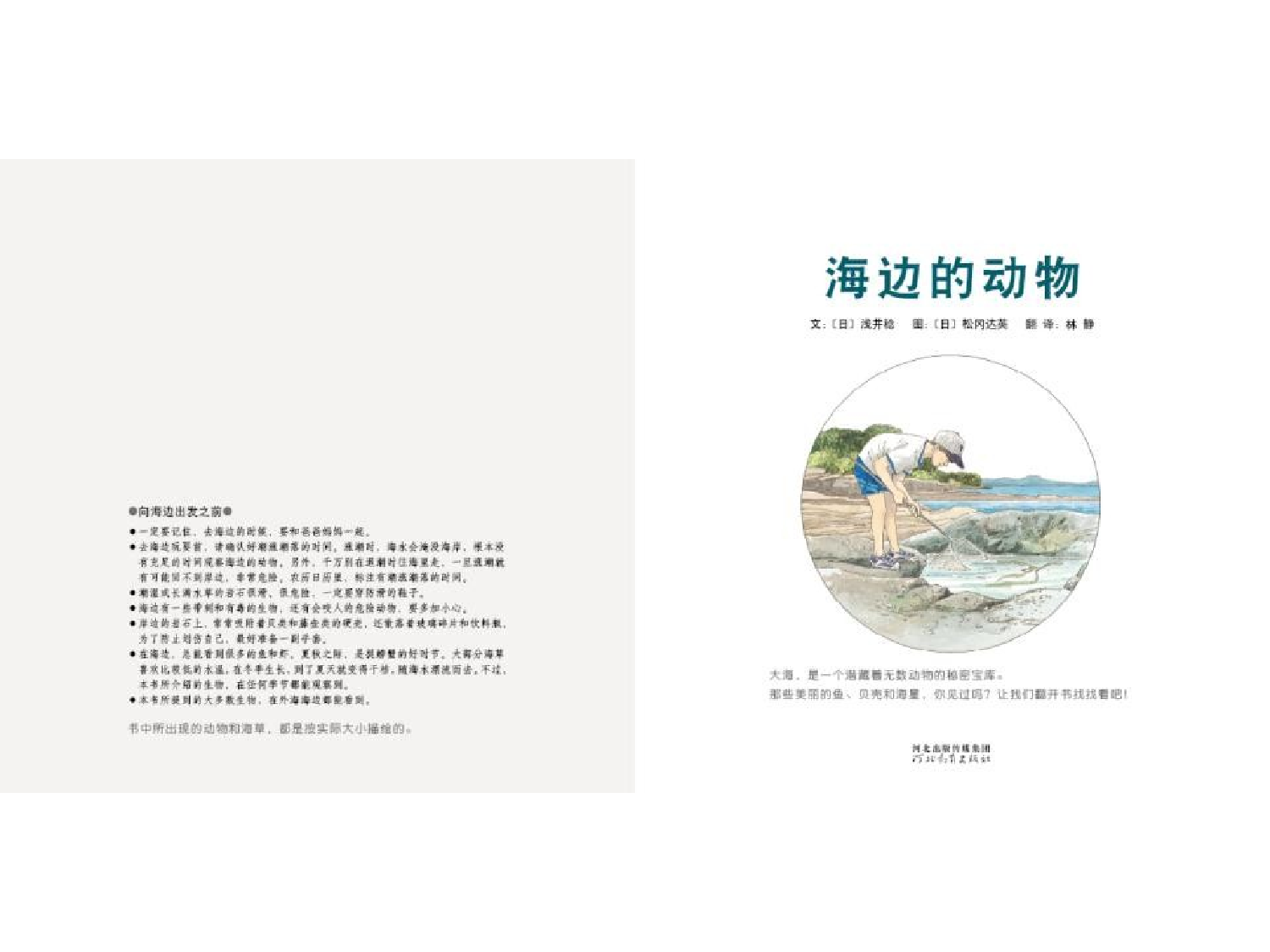 海边的动物.pptx 第3页