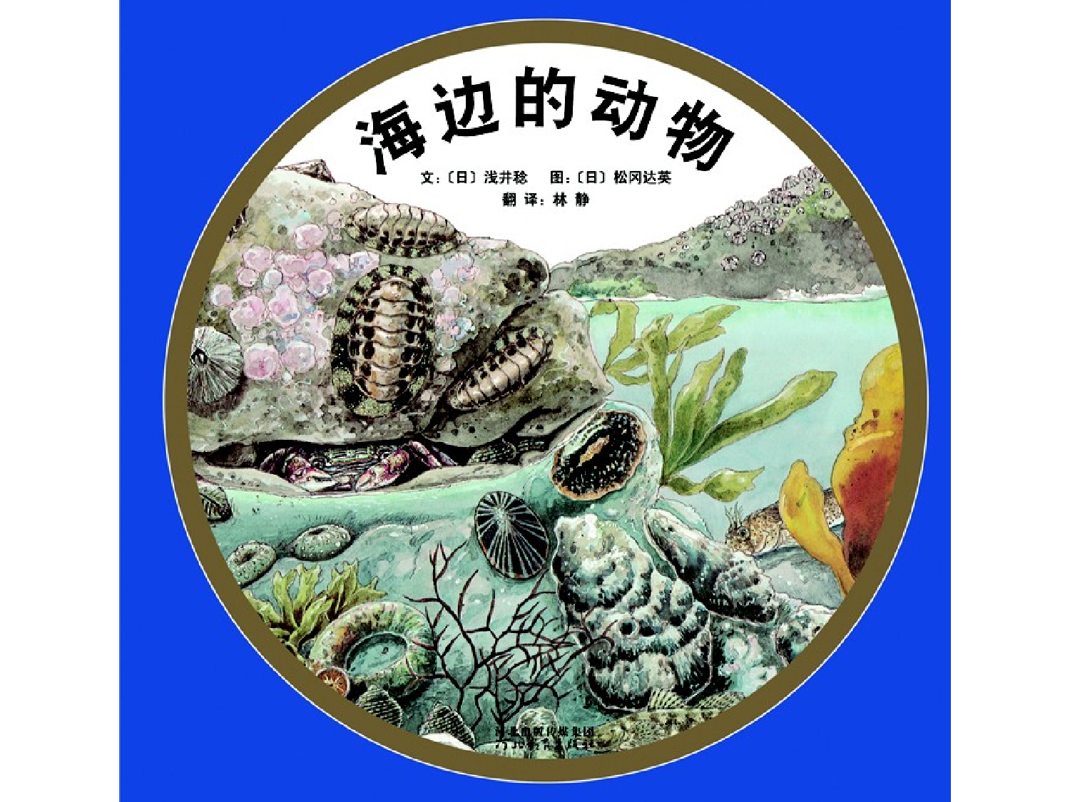 海边的动物.pptx 第1页
