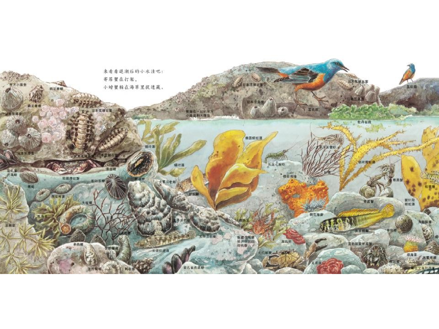 海边的动物.pptx 第6页
