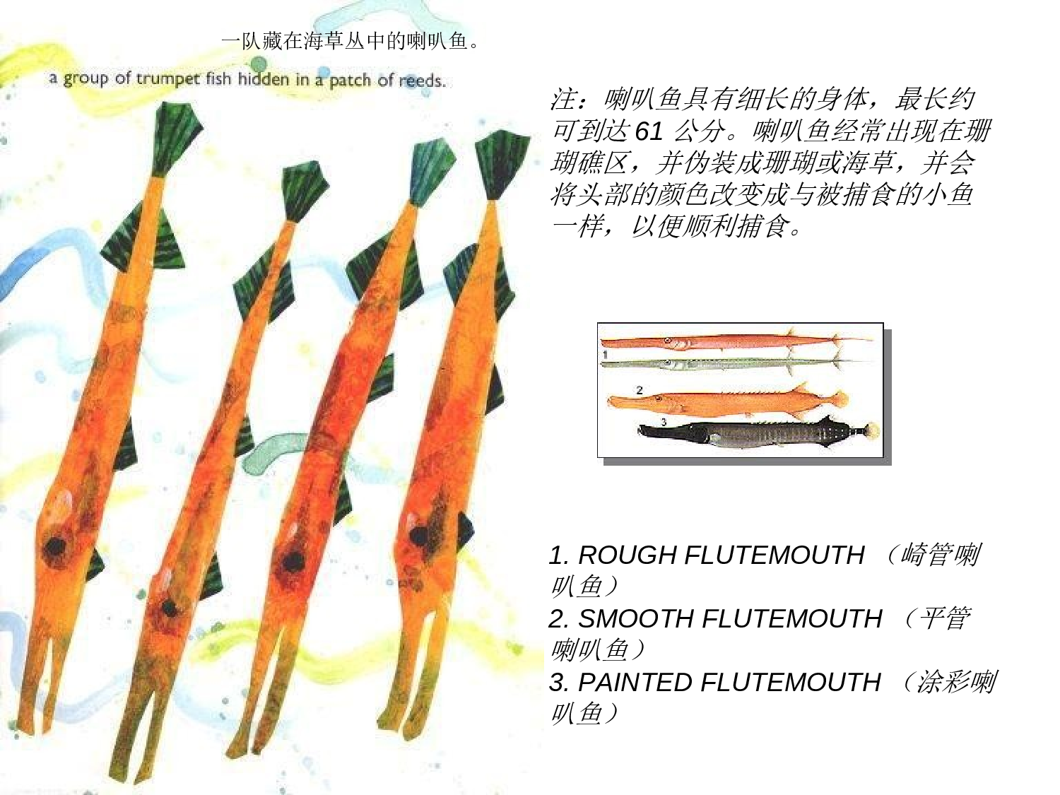 海马先生.ppt 第5页