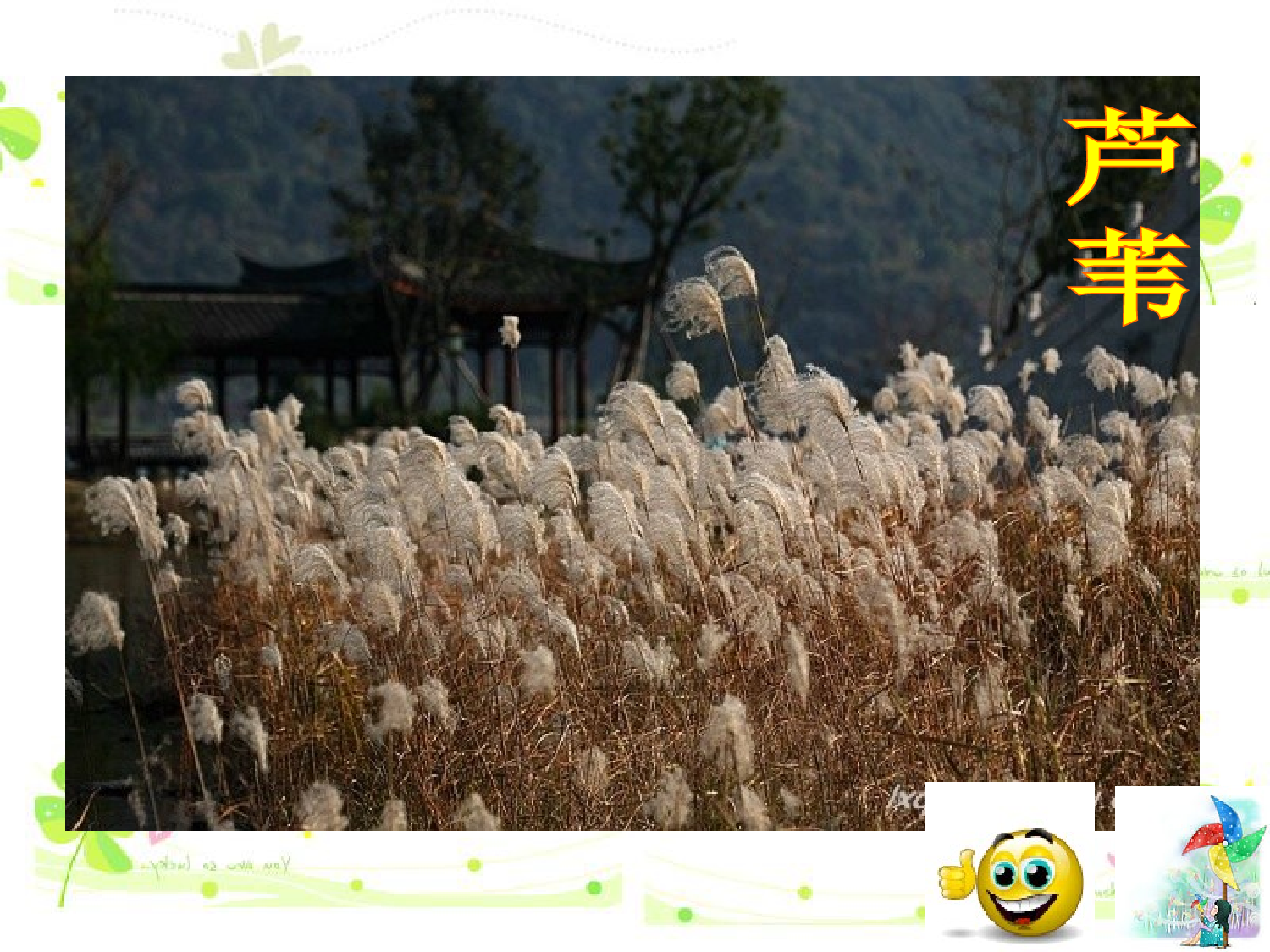 幼儿园大班科学常识PPT课件：种子的旅行.ppt 第6页