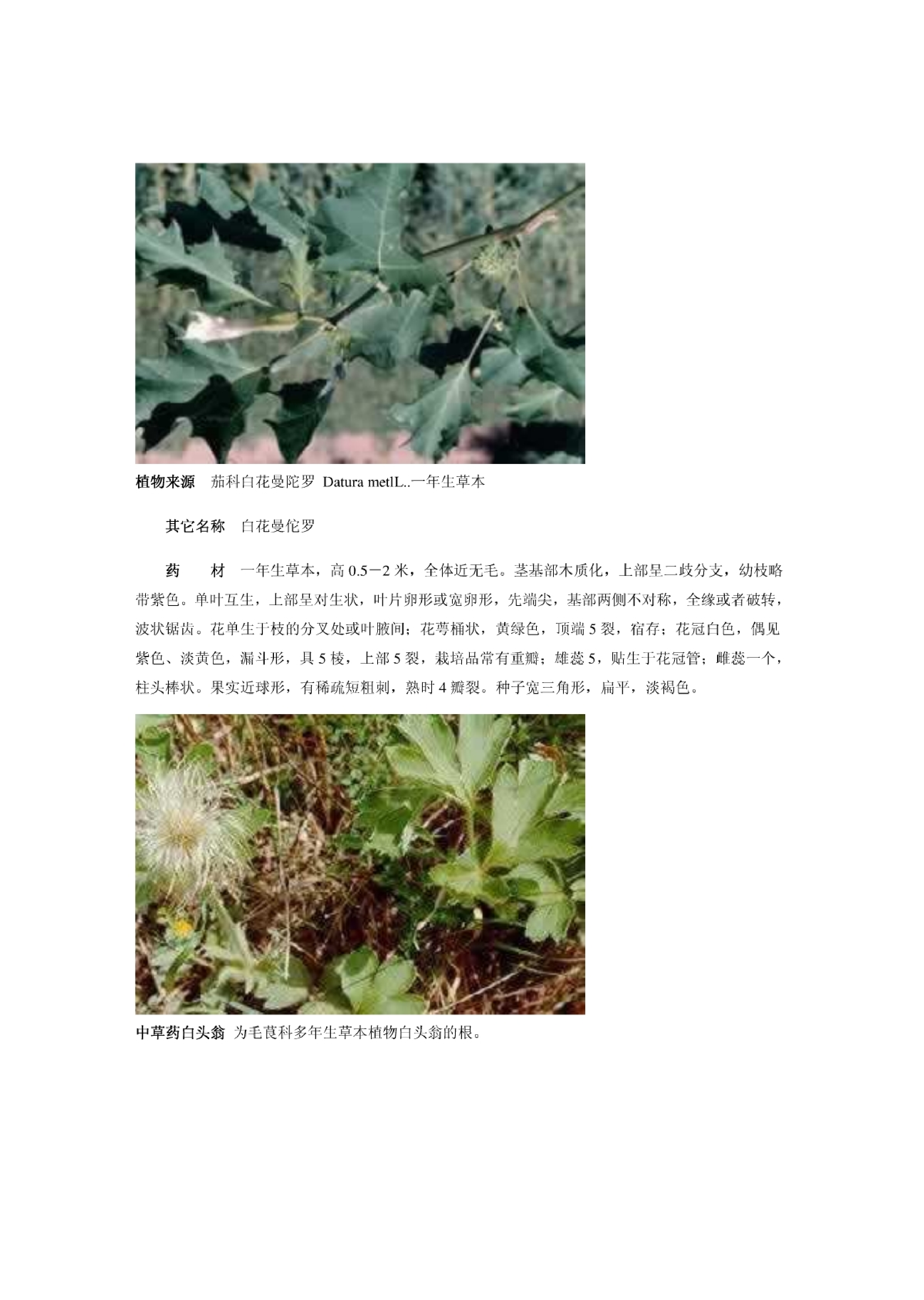 2-中草药图谱大全.pdf 第3页