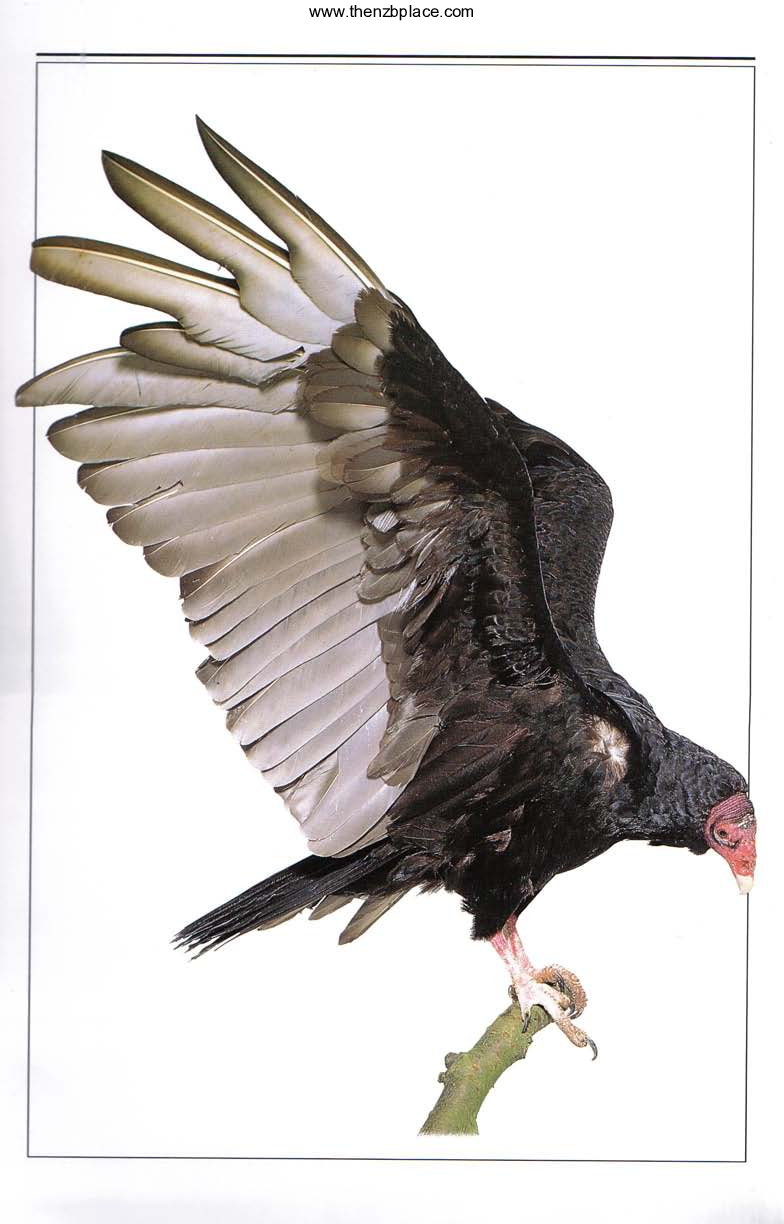 [世界鸟类图鉴].Birds.of.the.World.pdf 第5页