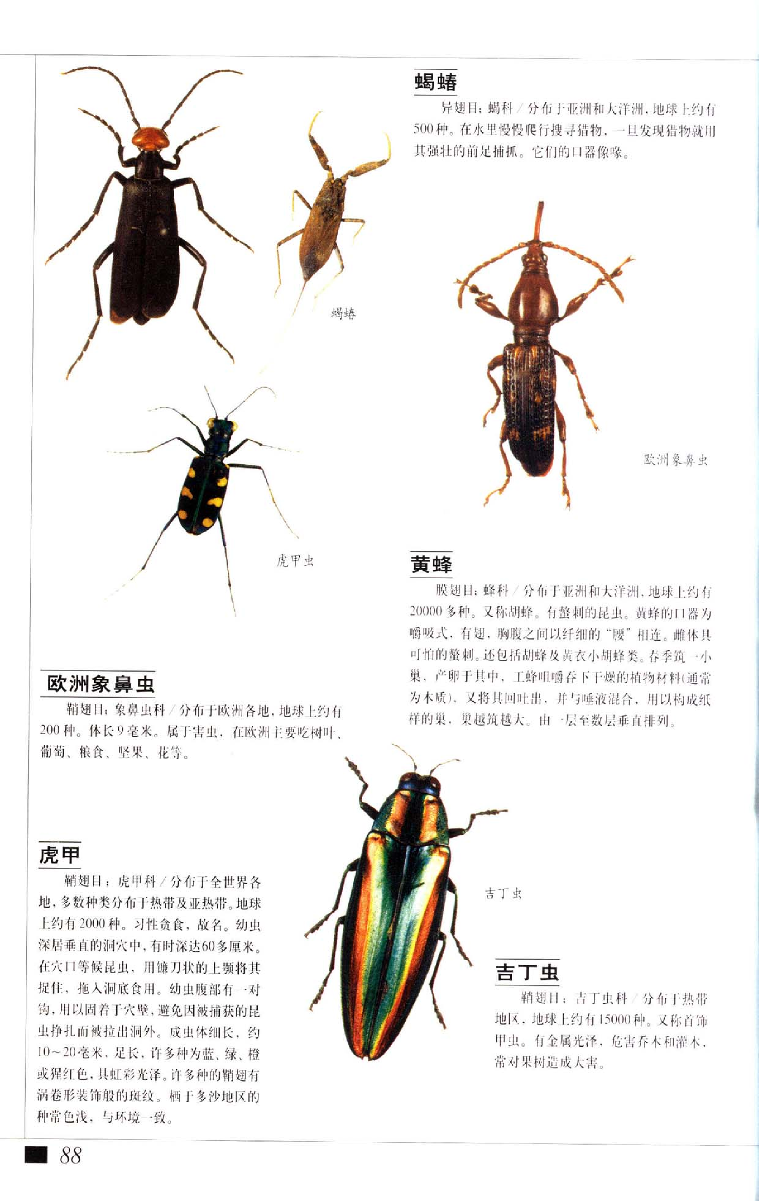 《世界最美丽的560种动物-2》主编：溥奎.pdf 第2页