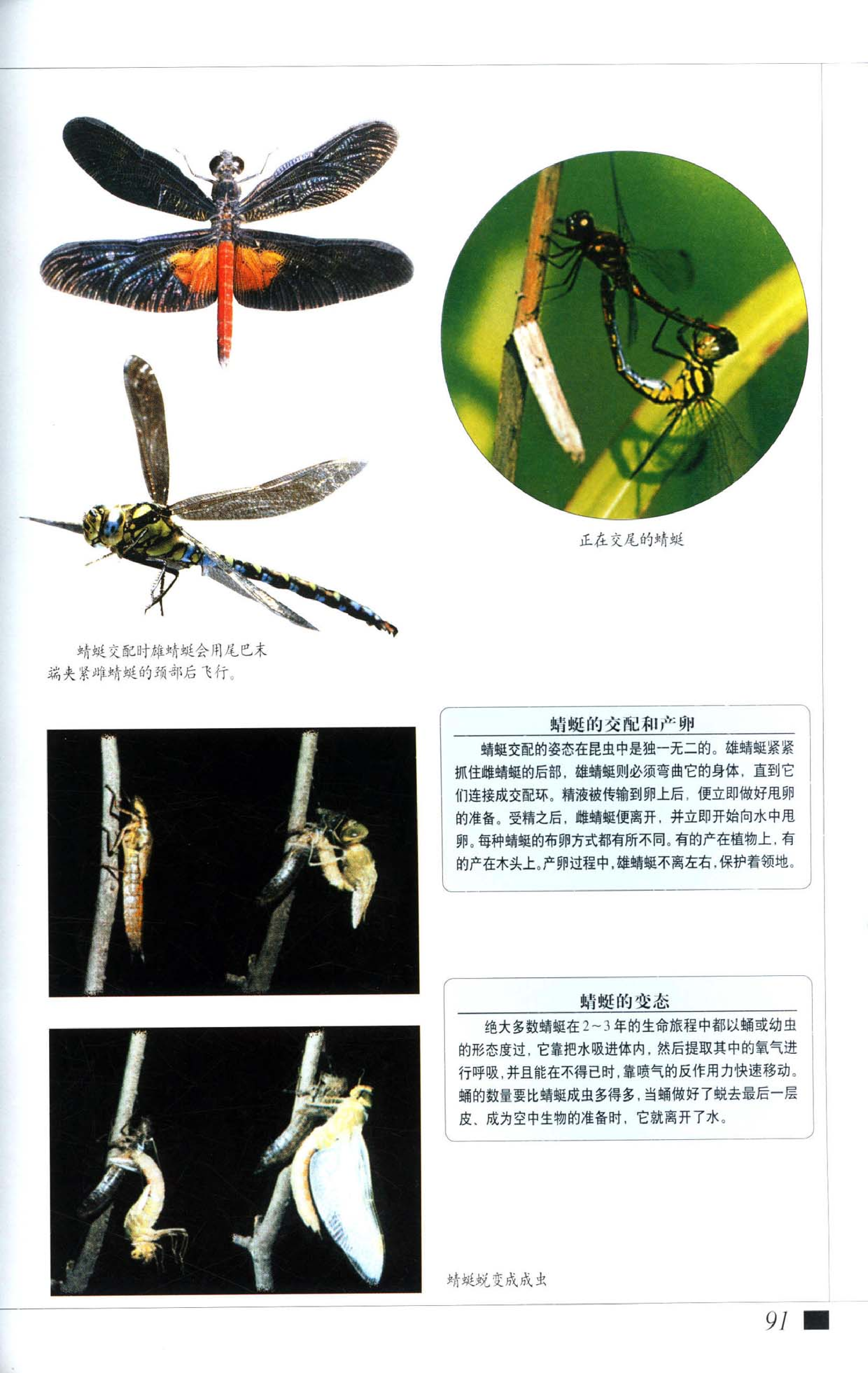 《世界最美丽的560种动物-2》主编：溥奎.pdf 第5页