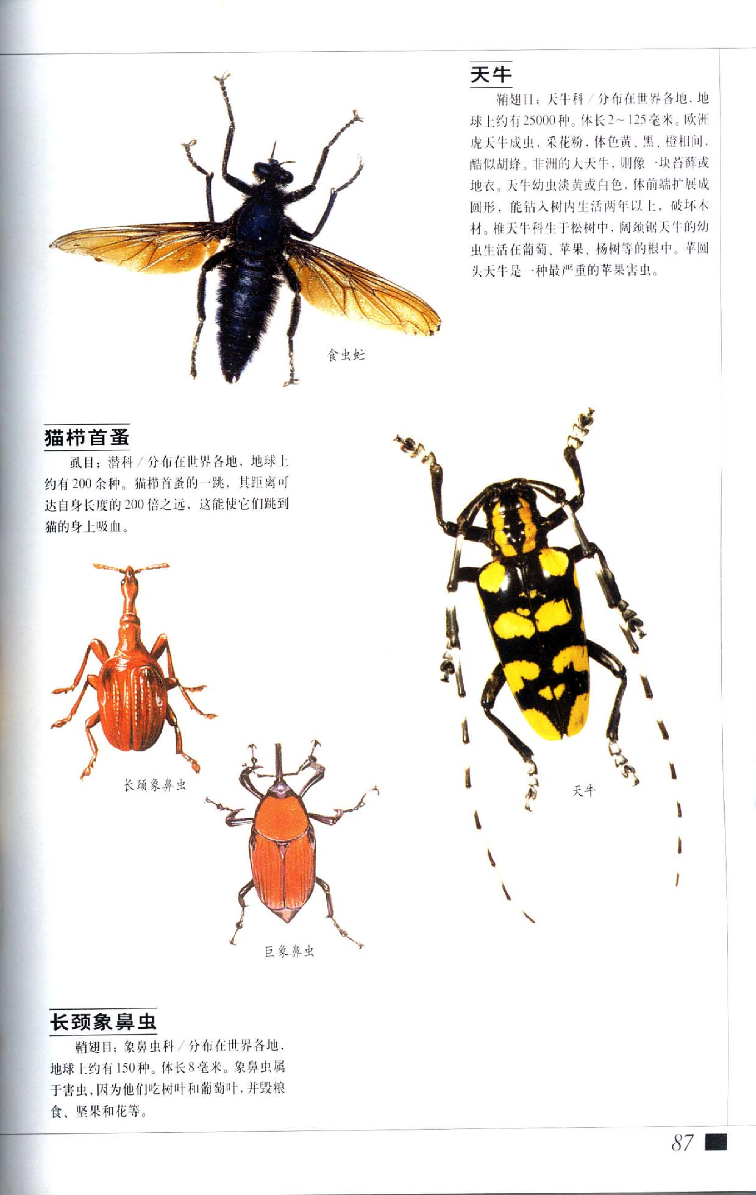 《世界最美丽的560种动物-2》主编：溥奎.pdf 第1页
