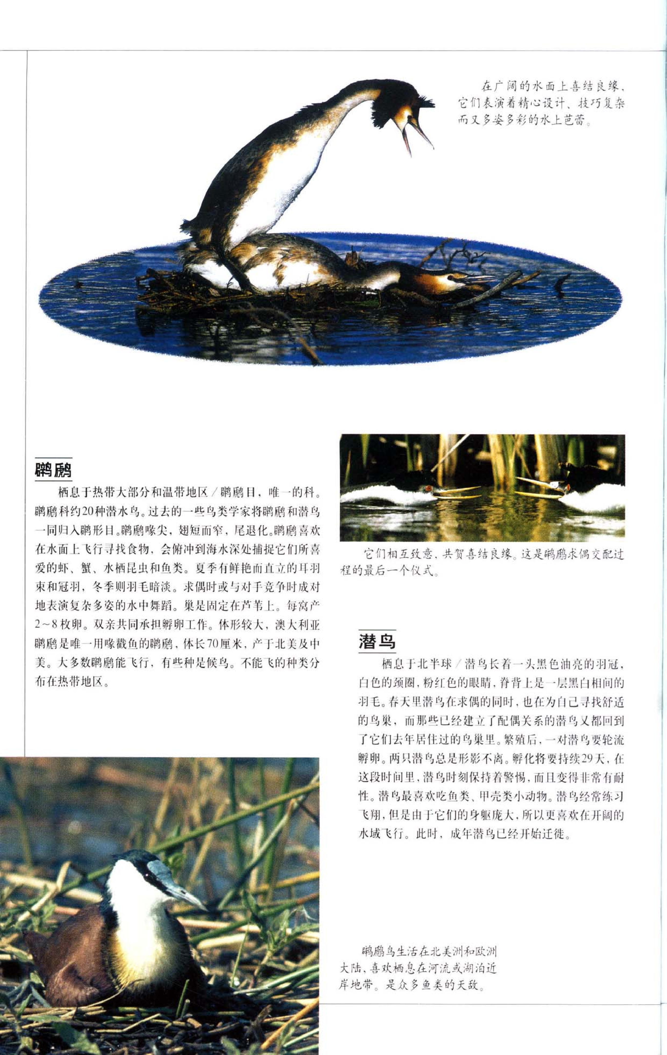《世界最美丽的560种动物-3》主编：溥奎.pdf 第2页