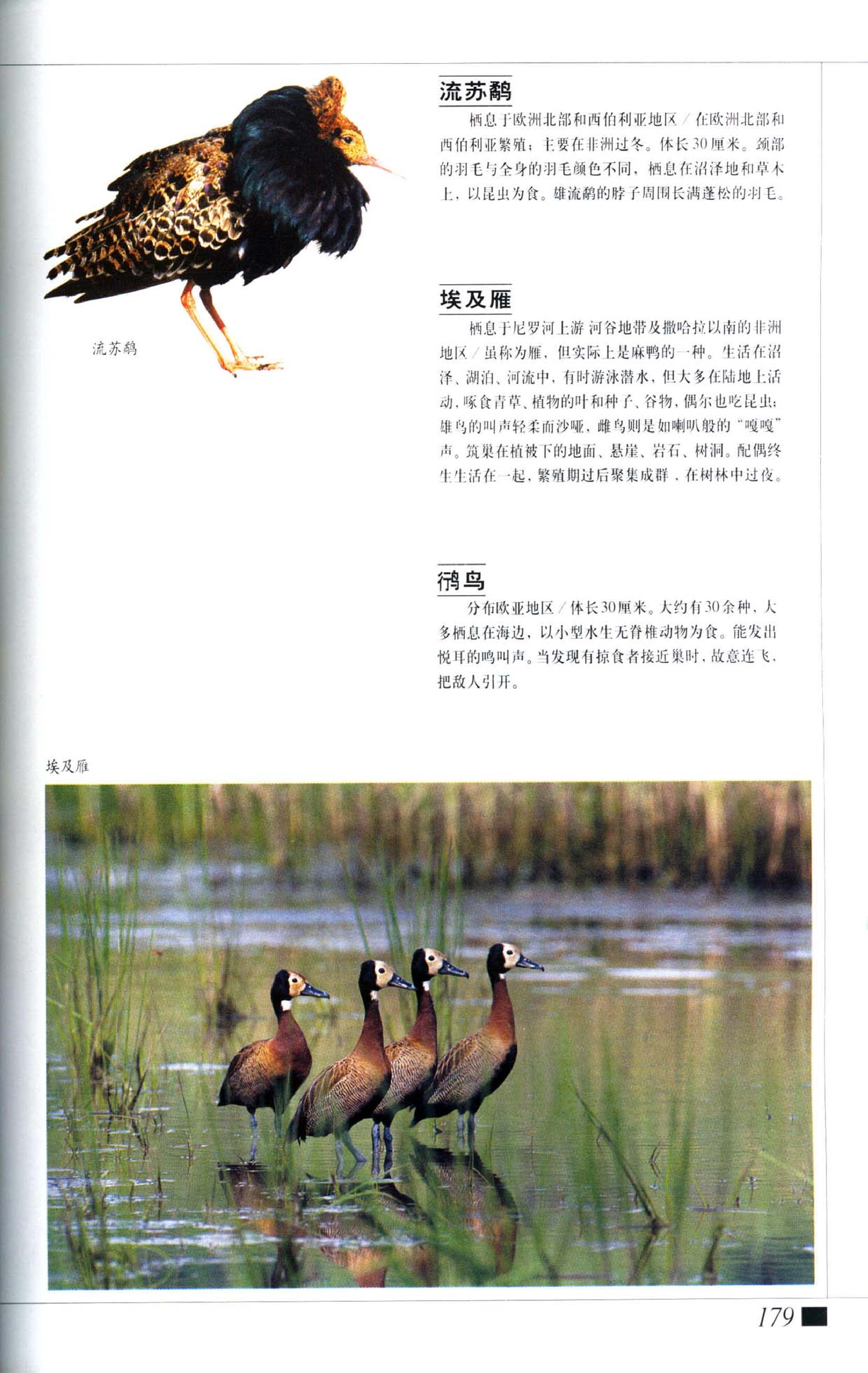 《世界最美丽的560种动物-3》主编：溥奎.pdf 第5页