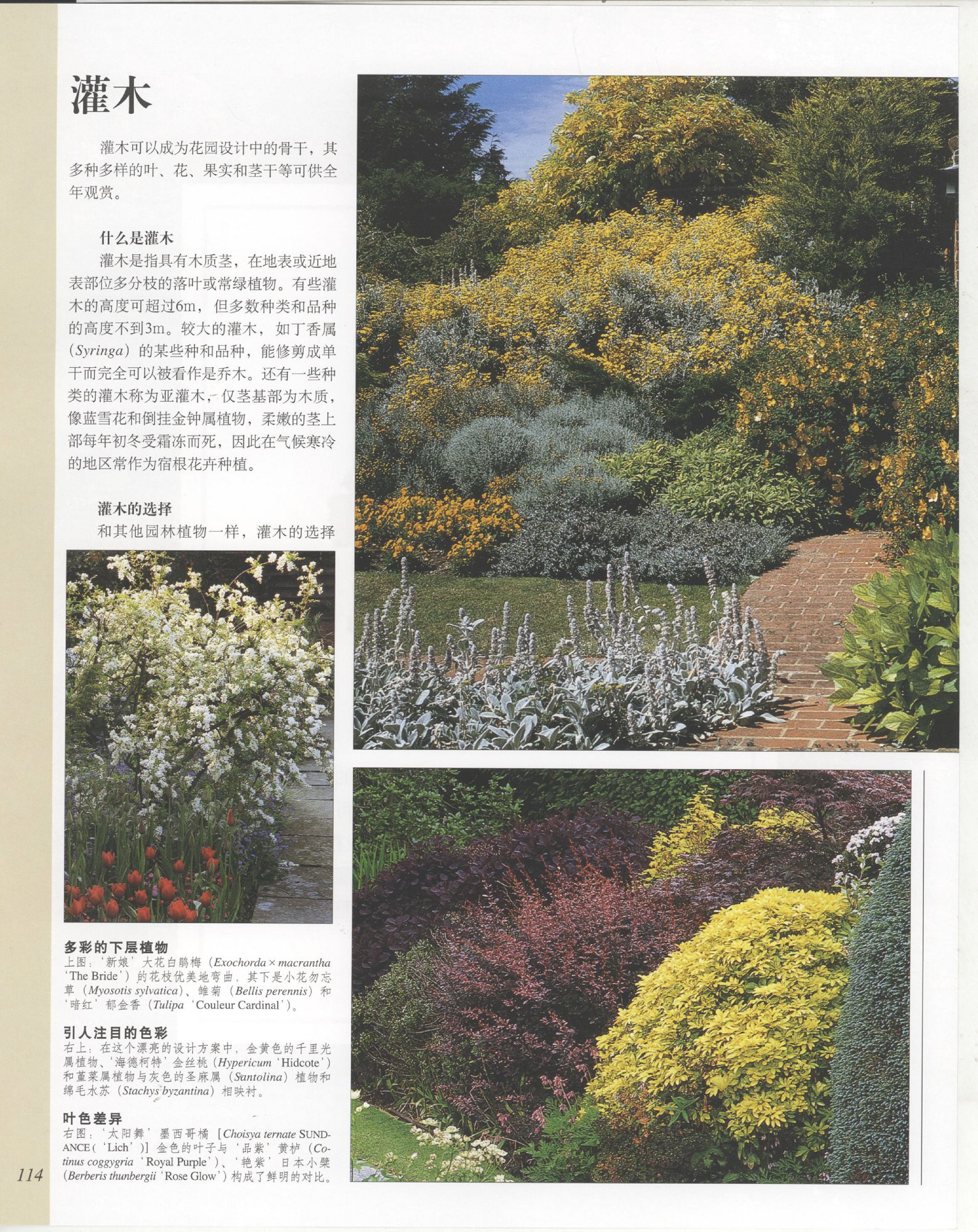 世界园林植物与花卉百科全书.4灌木.pdf 第2页