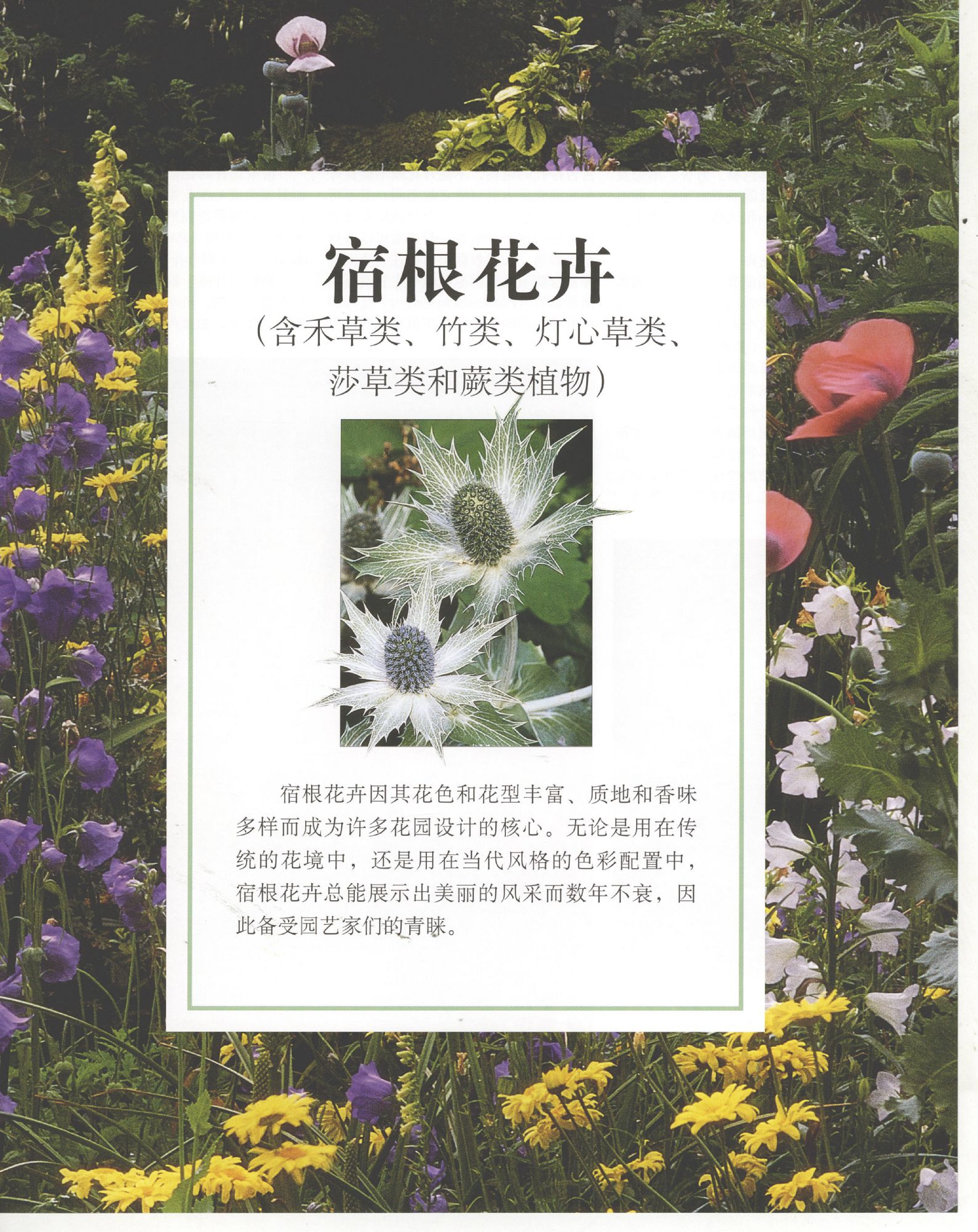 世界园林植物与花卉百科全书.6宿根花卉（上）.pdf 第1页