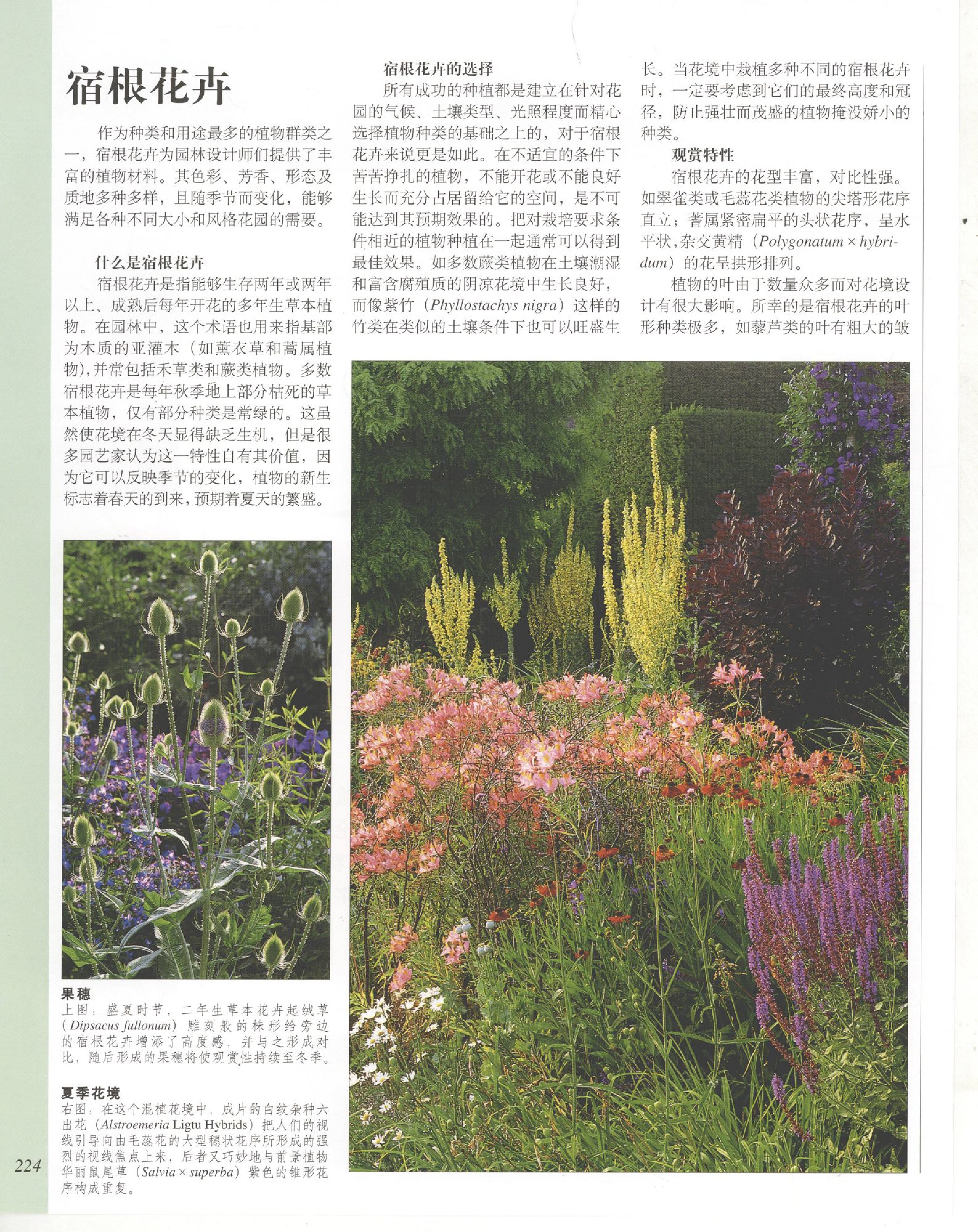 世界园林植物与花卉百科全书.6宿根花卉（上）.pdf 第2页