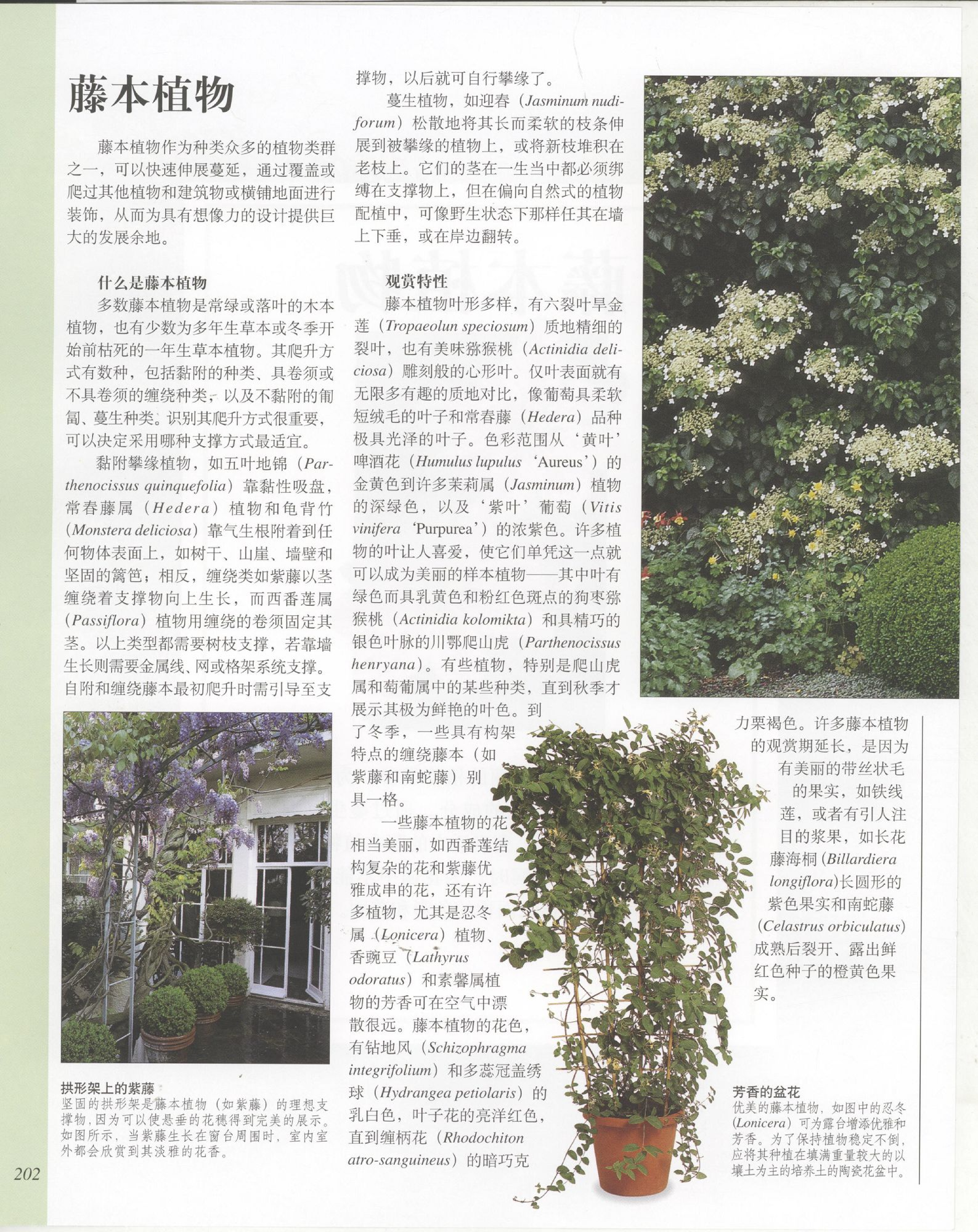 世界园林植物与花卉百科全书.6藤本植物.pdf 第2页