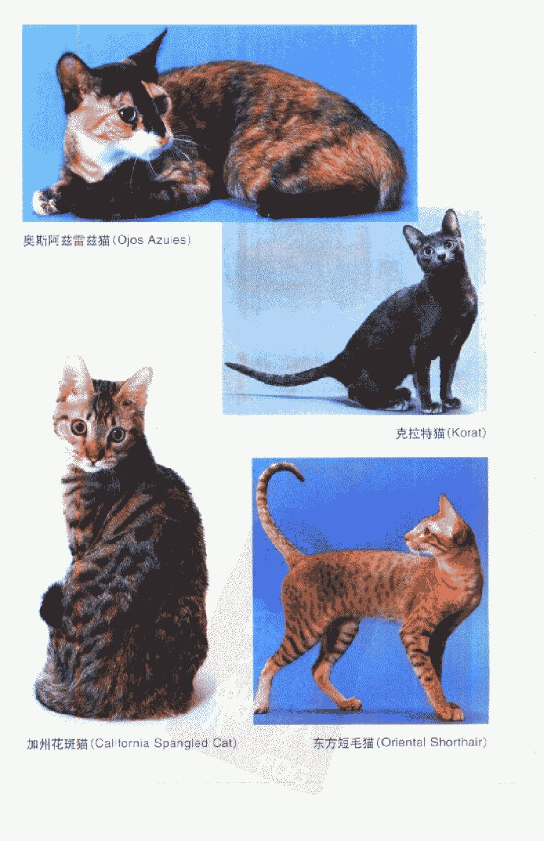 宠物精养++猫.pdf 第6页