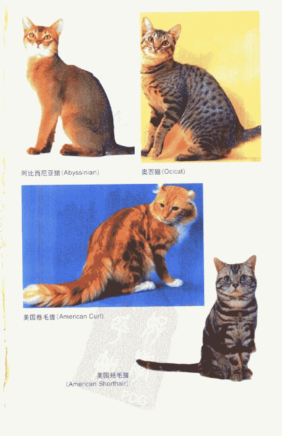 宠物精养++猫.pdf 第5页
