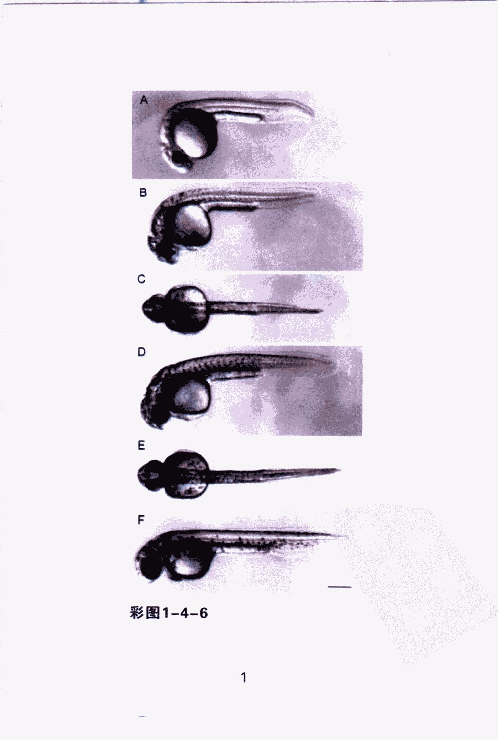 斑马鱼及相关实验技术_董武主编.pdf 第6页