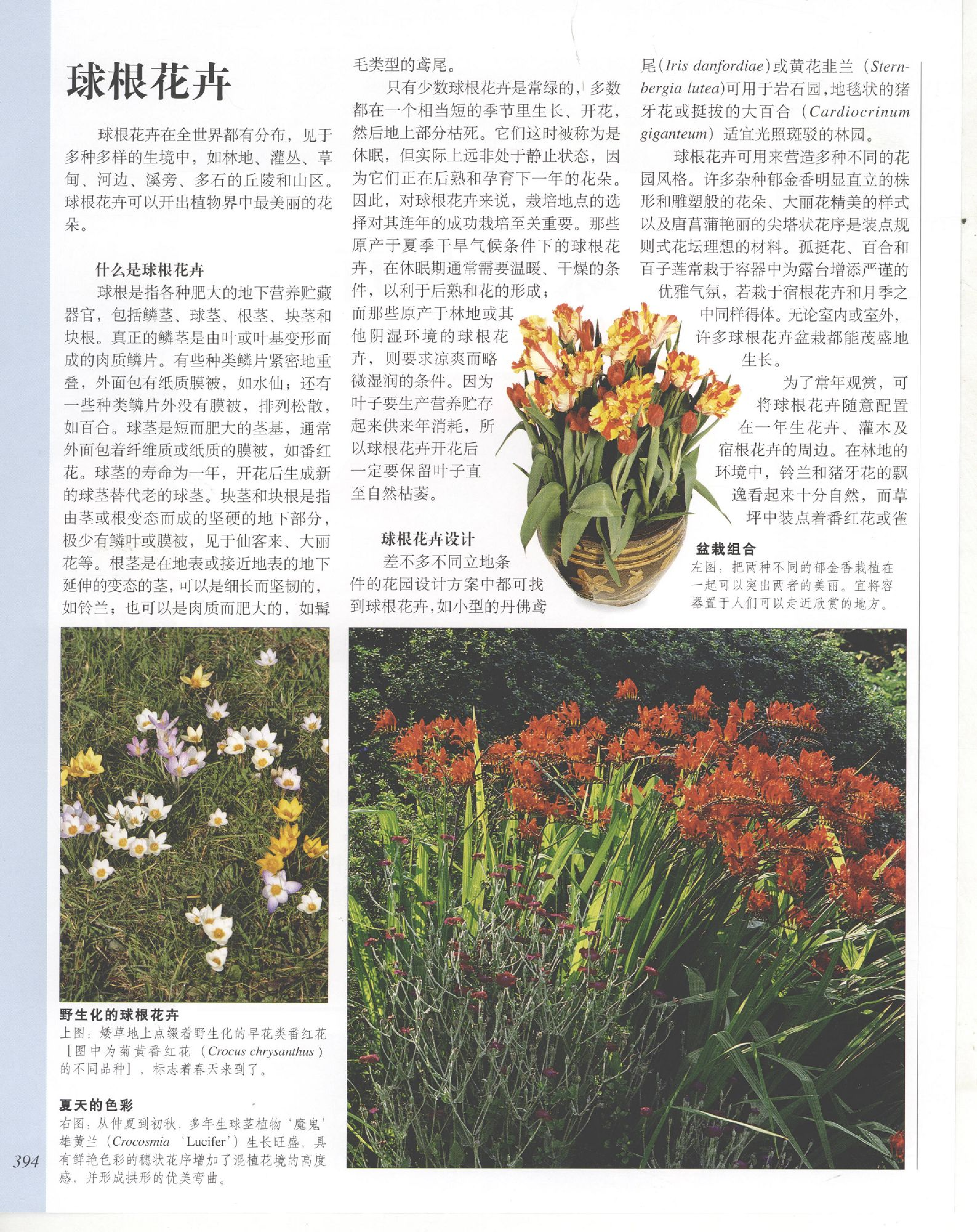 世界园林植物与花卉百科全书.9球根花卉.pdf 第2页